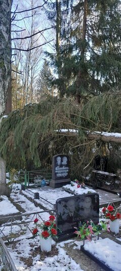 На кладбище в Калининграде огромная ель рухнула на могилы (фото)   - Новости Калининграда | Фото: очевидец