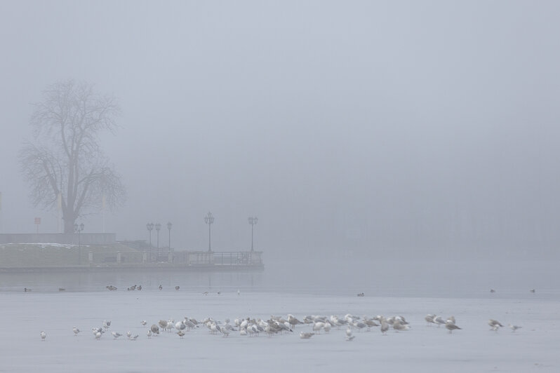 Свет сквозь пелену: в затянутом туманом Калининграде начали устанавливать первую новогоднюю ёлку (фоторепортаж) - Новости Калининграда | Фото: Александр Подгорчук / «Клопс»