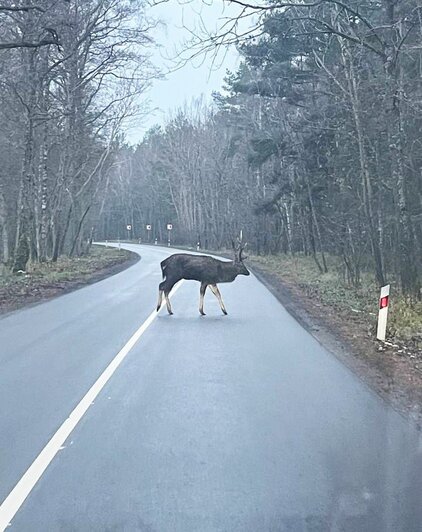 Лосёнок на Куршской косе ищет маму, которую сбили два дня назад | Фото: тг-канал нацпарка