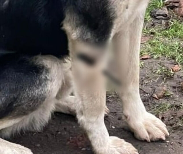 Стрельба в Сараеве: в посёлке Калининградской области собаке повредили лапу    - Новости Калининграда | Фото: Валентина