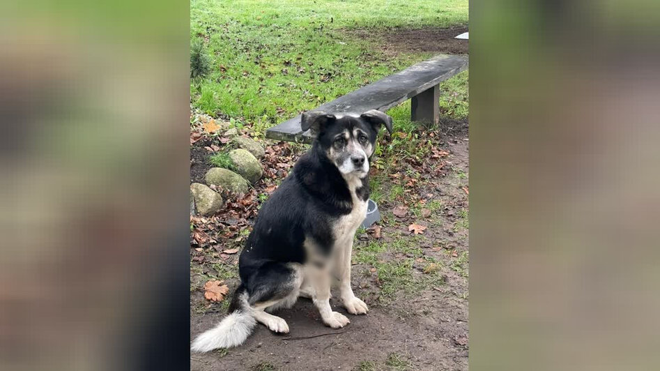 Стрельба в Сараеве: в посёлке Калининградской области собаке повредили лапу    - Новости Калининграда | Фото: Валентина