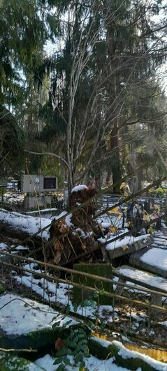 На кладбище в Калининграде огромная ель рухнула на могилы (фото)   - Новости Калининграда | Фото: очевидец
