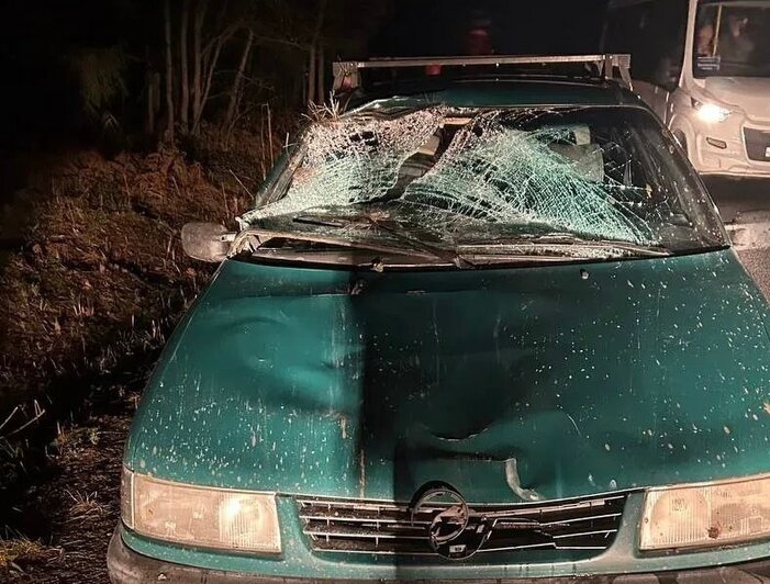 Лосёнок на Куршской косе ищет маму, которую сбили два дня назад | Фото: тг-канал нацпарка