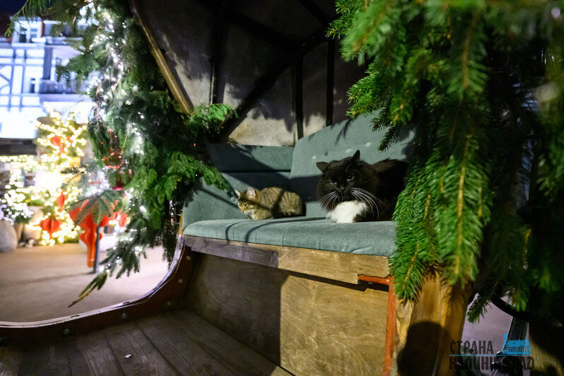 Светлогорск или Зеленоградск — чей черёд блистать? (фото)