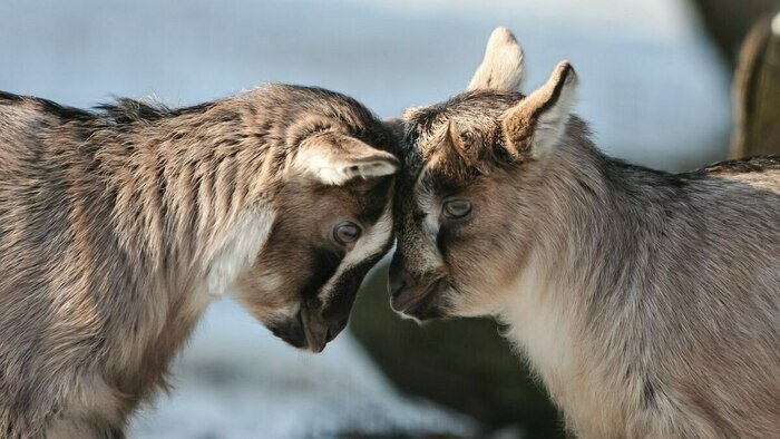 Ярмарка, море и Леонид Филатов: 6 бесплатных мероприятий в первый уикенд декабря - Новости Калининграда | Фото: архив «Клопс»