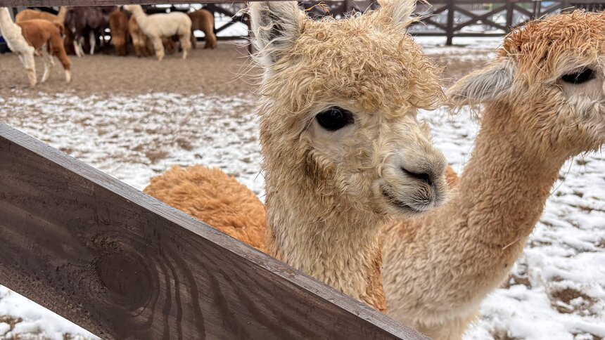 «Отведали местного сена и были в полном восторге»: в замок Нойхаузен под Гурьевском приехало стадо альпак (видео) - Новости Калининграда | Фото: замок Нойхаузен