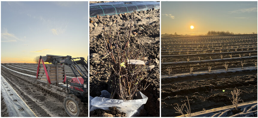 В Калининградской области заложили сад ирги и жимолости - Новости Калининграда | Фото: администрация Зеленоградского района