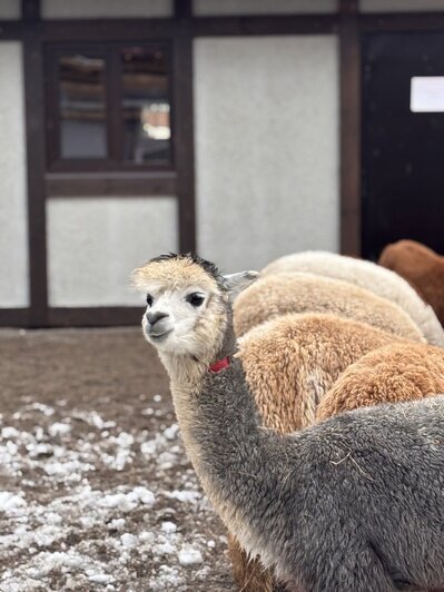 К нам приехало 20 пушистых гостей из Южной Америки. | Фото: пресс-служба парка &quot;Тиргартен&quot;
