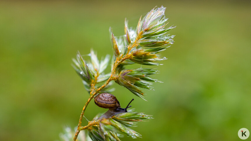 Погода в Калининграде и области в пятницу - Новости Калининграда | Фото: Александр Подгорчук / «Клопс»