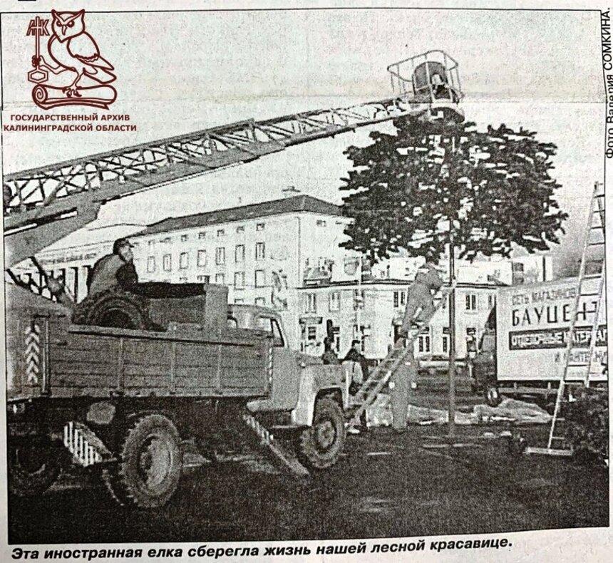 В госархиве показали, как выглядела первая искусственная новогодняя ёлка в Калининграде - Новости Калининграда | Фото: госархив 