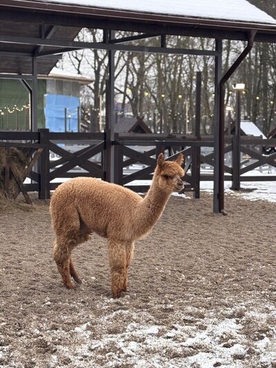 К нам приехало 20 пушистых гостей из Южной Америки. | Фото: пресс-служба парка &quot;Тиргартен&quot;