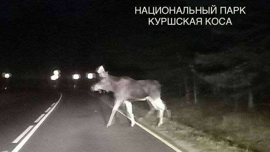 На Куршской косе ночью у дороги заметили двух лосей с детёнышем - Новости Калининграда | Фото: пресс-служба национального парка «Куршская коса»