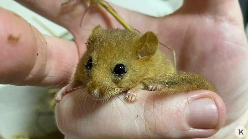 Багратионовская разбуженная крошка-соня пока остаётся под наблюдением зоологов (видео)   - Новости Калининграда | Фото: «Биосфера Балтики»