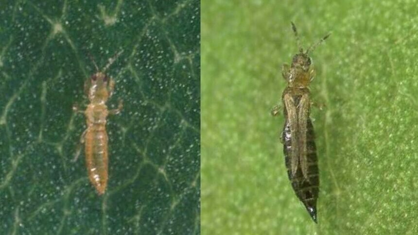 В Калининградскую область завезли цветы с невиданным до этого в регионе вредителем - Новости Калининграда | Фото: пресс-служба Россельхознадзора по Калининградской области