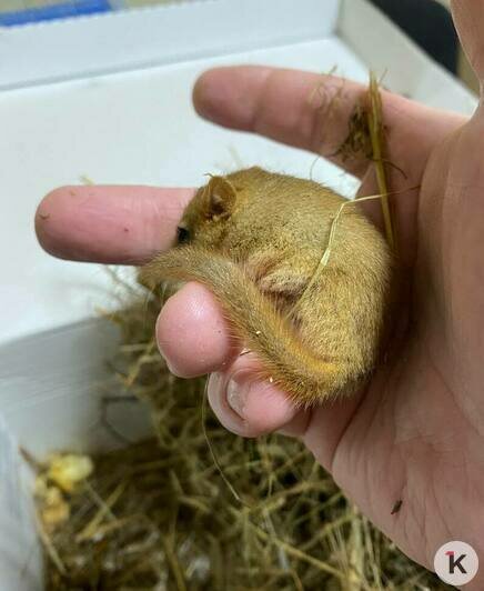 Багратионовская разбуженная крошка-соня пока остаётся под наблюдением зоологов (видео)   - Новости Калининграда | Фото: «Биосфера Балтики»