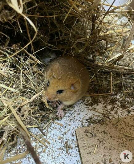 Багратионовская разбуженная крошка-соня пока остаётся под наблюдением зоологов (видео)   - Новости Калининграда | Фото: «Биосфера Балтики»