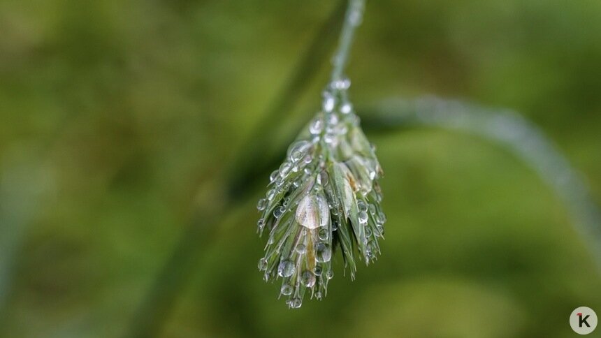 Погода в Калининграде и области в субботу - Новости Калининграда | Фото: Александр Подгорчук / «Клопс»