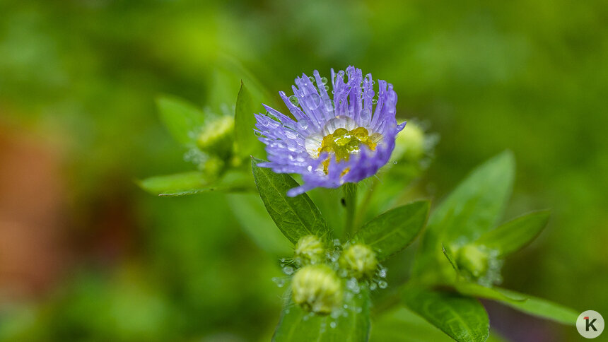 Погода в Калининграде и области в воскресенье - Новости Калининграда | Фото: Александр Подгорчук / «Клопс»