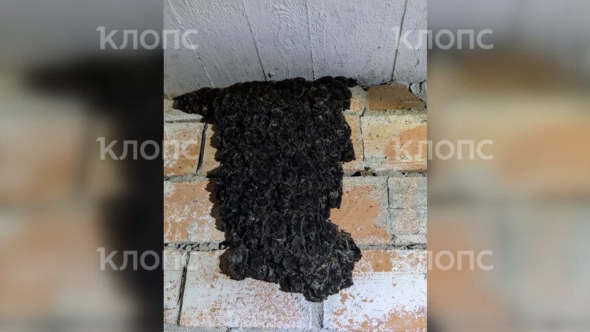 В бункере под Правдинском обнаружили «гобелен» из летучих мышей (видео)   - Новости Калининграда | Фото: Константин 