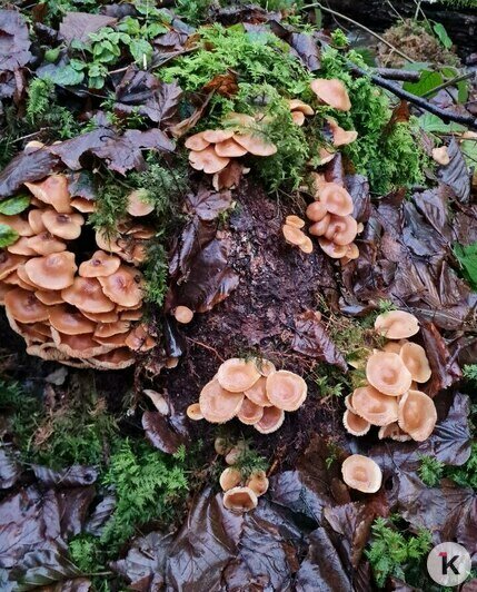 В Неманском районе в декабре продолжают собирать лисички и грибы с карамельным вкусом (видео)  - Новости Калининграда | Фото: «Грибная банда Калининграда»