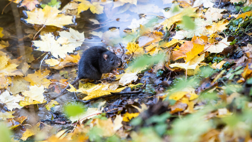 Власти Калининграда готовы заплатить 2,8 млн рублей Нильсу, который избавит город от крыс - Новости Калининграда | Фото: Александр Подгорчук / Архив «Клопс»