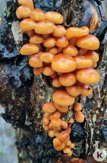 В Неманском районе в декабре продолжают собирать лисички и грибы с карамельным вкусом (видео)  - Новости Калининграда | Фото: «Грибная банда Калининграда»