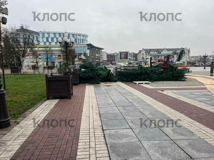 В центре Калининграда устанавливают новую ёлку со встроенной иллюминацией (фото, видео) - Новости Калининграда | Фото: «Клопс»