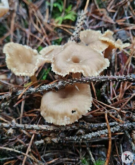 Лисичка трубчатая рыжей не родня, но такая же вкусная | Фото: «Грибная банда Калининграда»