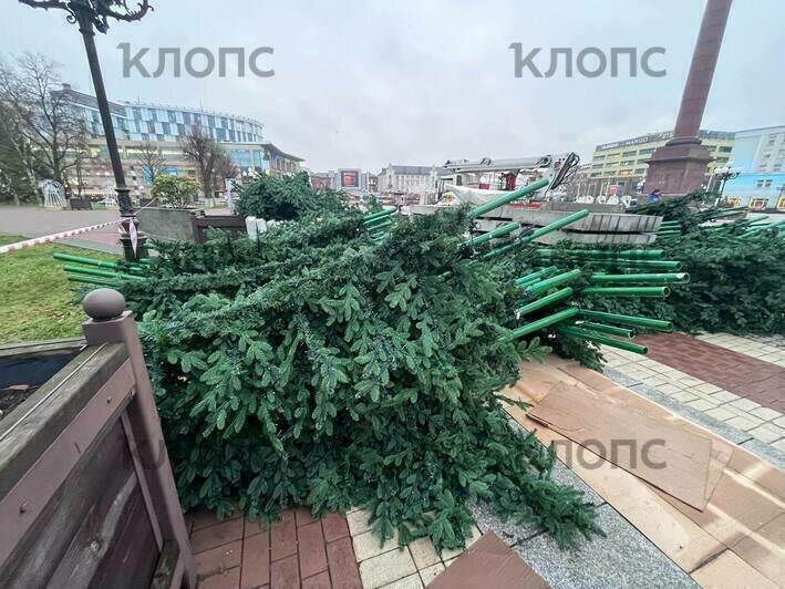 В центре Калининграда устанавливают новую ёлку со встроенной иллюминацией (фото, видео) - Новости Калининграда | Фото: «Клопс»