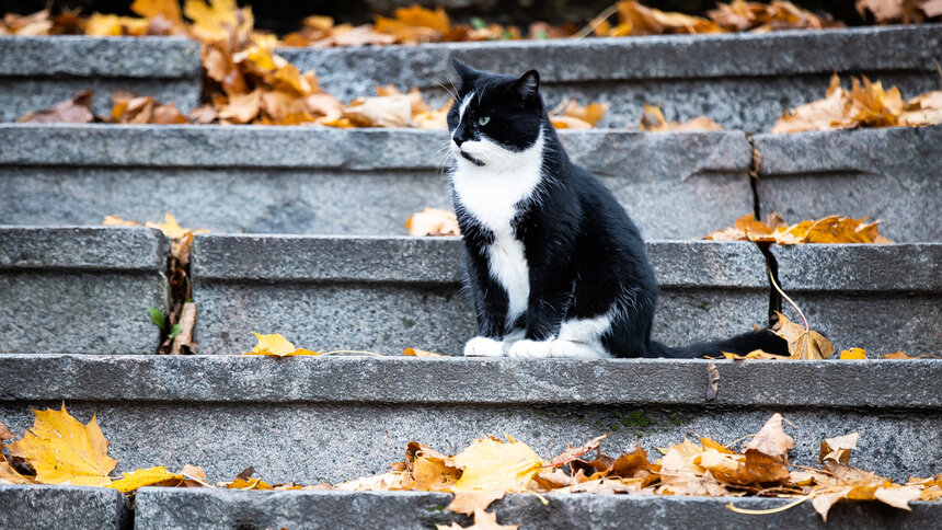 Мужское ухо к мяуканью глухо: учёные выяснили, почему кошки повышают голос - Новости Калининграда | Фото: Александр Подгорчук / Архив «Клопс»