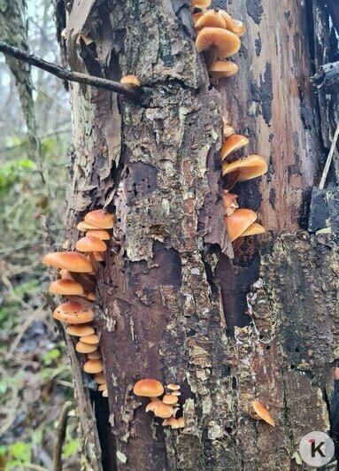 В Неманском районе в декабре продолжают собирать лисички и грибы с карамельным вкусом (видео)  - Новости Калининграда | Фото: «Грибная банда Калининграда»