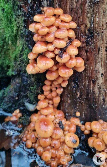 В Неманском районе в декабре продолжают собирать лисички и грибы с карамельным вкусом (видео)  - Новости Калининграда | Фото: «Грибная банда Калининграда»