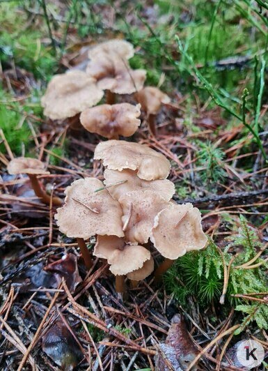 В Неманском районе в декабре продолжают собирать лисички и грибы с карамельным вкусом (видео)  - Новости Калининграда | Фото: «Грибная банда Калининграда»