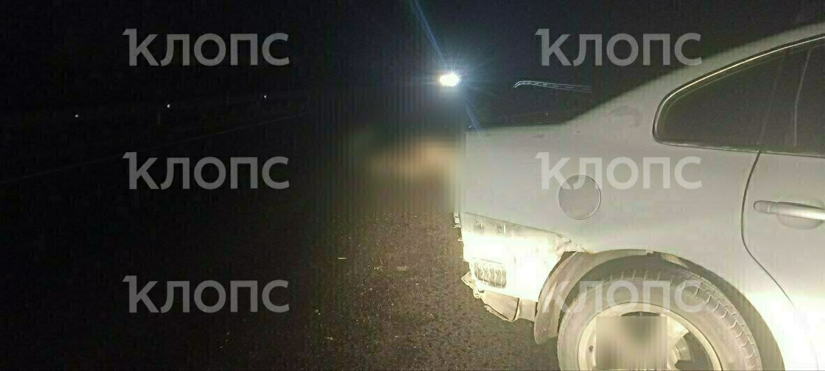 В Багратионовском районе легковушка насмерть сбила лося и врезалась в дорожное ограждение (фото) - Новости Калининграда | Фото очевидцев