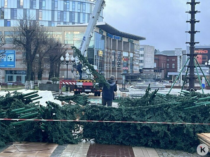 Торчит пока только макушка: в Калининграде главную городскую ёлку соберут за три дня (фото) - Новости Калининграда | Фото: «Клопс»