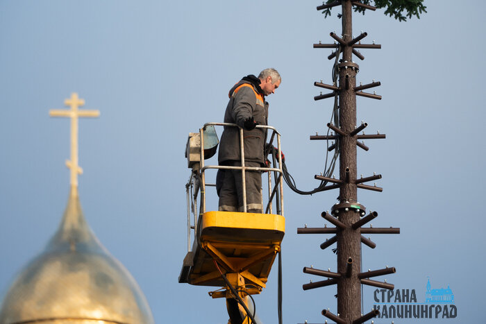 Как выглядит новая калининградская ёлка за 49 миллионов рублей (фото)