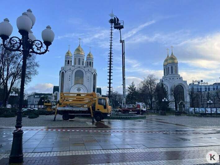 Торчит пока только макушка: в Калининграде главную городскую ёлку соберут за три дня (фото) - Новости Калининграда | Фото: «Клопс»