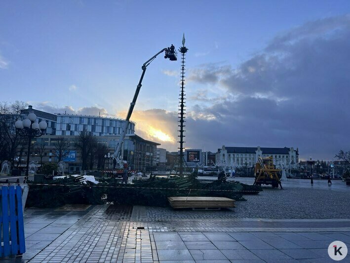 Торчит пока только макушка: в Калининграде главную городскую ёлку соберут за три дня (фото) - Новости Калининграда | Фото: «Клопс»