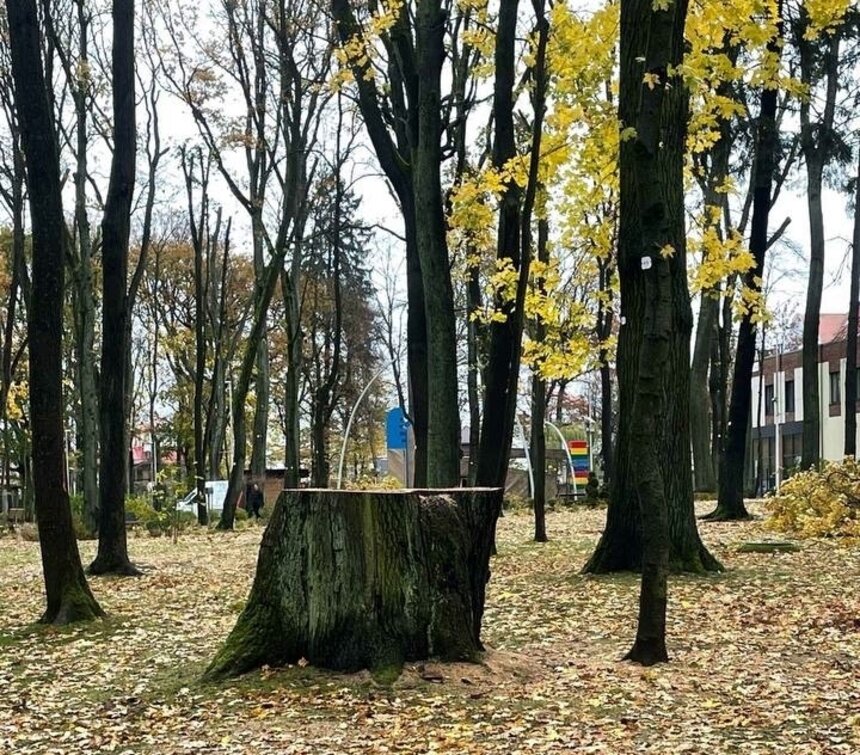 Власти объясняют вырубку заботой о здоровье отдыхающих | Фото пользователя социальных сетей из комментариев под постом губернатора области. 