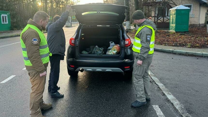 На Куршской косе объявили операцию «Ёлочка» - Новости Калининграда | Фото: пресс-служба национального парка «Куршская коса»