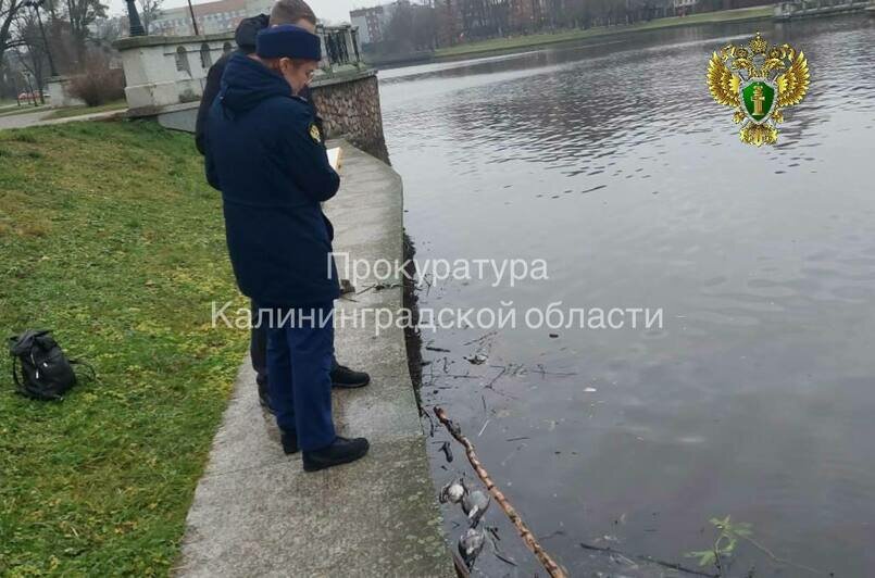 В Калининграде природоохранная прокуратура проверяет, из-за чего на Верхнем озере гибнут птицы (фото, видео)  - Новости Калининграда | Фото: прокуратура Калининградской области