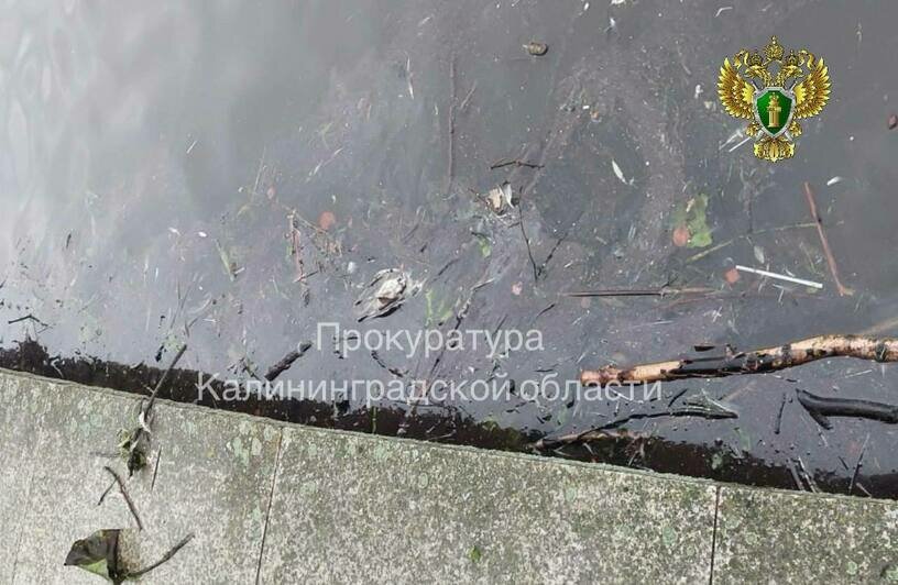 В Калининграде природоохранная прокуратура проверяет, из-за чего на Верхнем озере гибнут птицы (фото, видео)  - Новости Калининграда | Фото: прокуратура Калининградской области