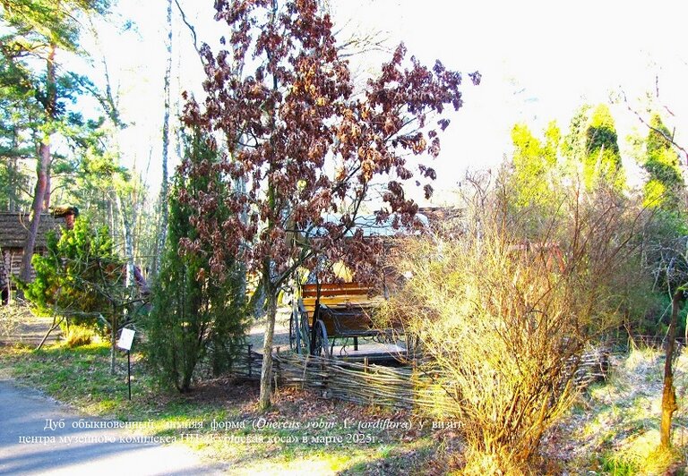 На Куршской косе растёт дуб, который круглый год не расстаётся с листвой: эксперт объяснил занятный феномен - Новости Калининграда | Фото: национальный парк «Куршская коса» / Ирина Губарева