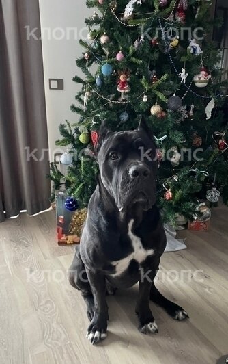 «Ты только не пугайся — твой Чейз бежит по трассе»: хозяйка передержки под Калининградом заплатит за гибель кане-корсо   - Новости Калининграда | Фото: Елена Ткаченко