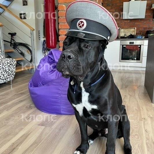 «Ты только не пугайся — твой Чейз бежит по трассе»: хозяйка передержки под Калининградом заплатит за гибель кане-корсо   - Новости Калининграда | Фото: Елена Ткаченко