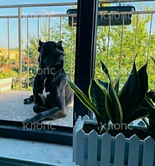 «Ты только не пугайся — твой Чейз бежит по трассе»: хозяйка передержки под Калининградом заплатит за гибель кане-корсо   - Новости Калининграда | Фото: Елена Ткаченко