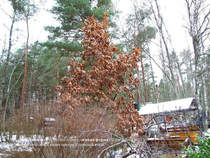 На Куршской косе растёт дуб, который круглый год не расстаётся с листвой: эксперт объяснил занятный феномен - Новости Калининграда | Фото: национальный парк «Куршская коса» / Ирина Губарева