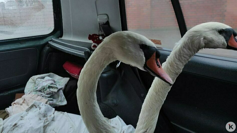 Три лебедя в Балтийске пострадали от разлитых на воде нефтепродуктов (фото)   - Новости Калининграда | Фото: «Биосфера Балтики» 