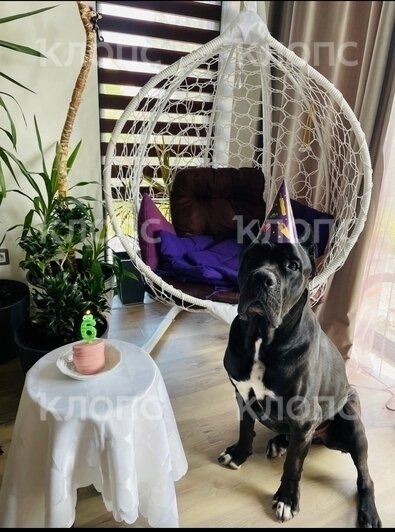 «Ты только не пугайся — твой Чейз бежит по трассе»: хозяйка передержки под Калининградом заплатит за гибель кане-корсо   - Новости Калининграда | Фото: Елена Ткаченко