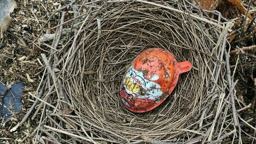 Дело раскрыто: в парке Теодора Кроне выяснили, что за послания оставляла ворона - Новости Калининграда | Фото:  телеграм-канал «Дирекция ландшафтных парков»
